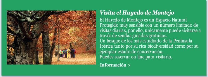 Visita el Hayedo de Montejo