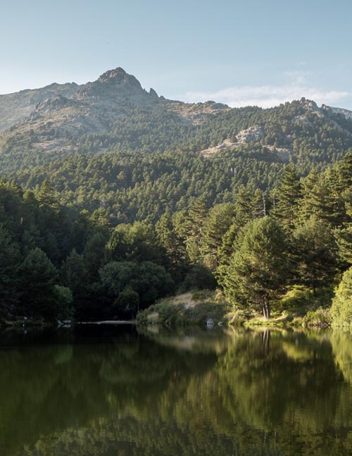 a¿Bosques de Canadá?