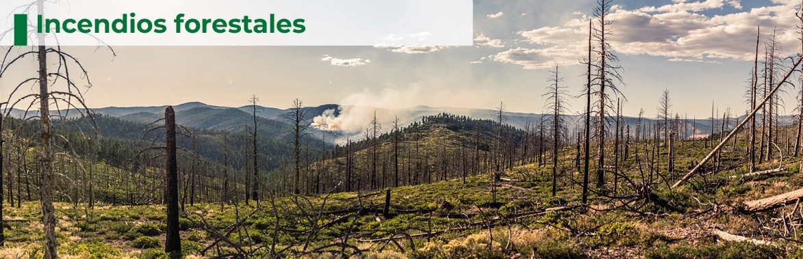 Incendcios forestales