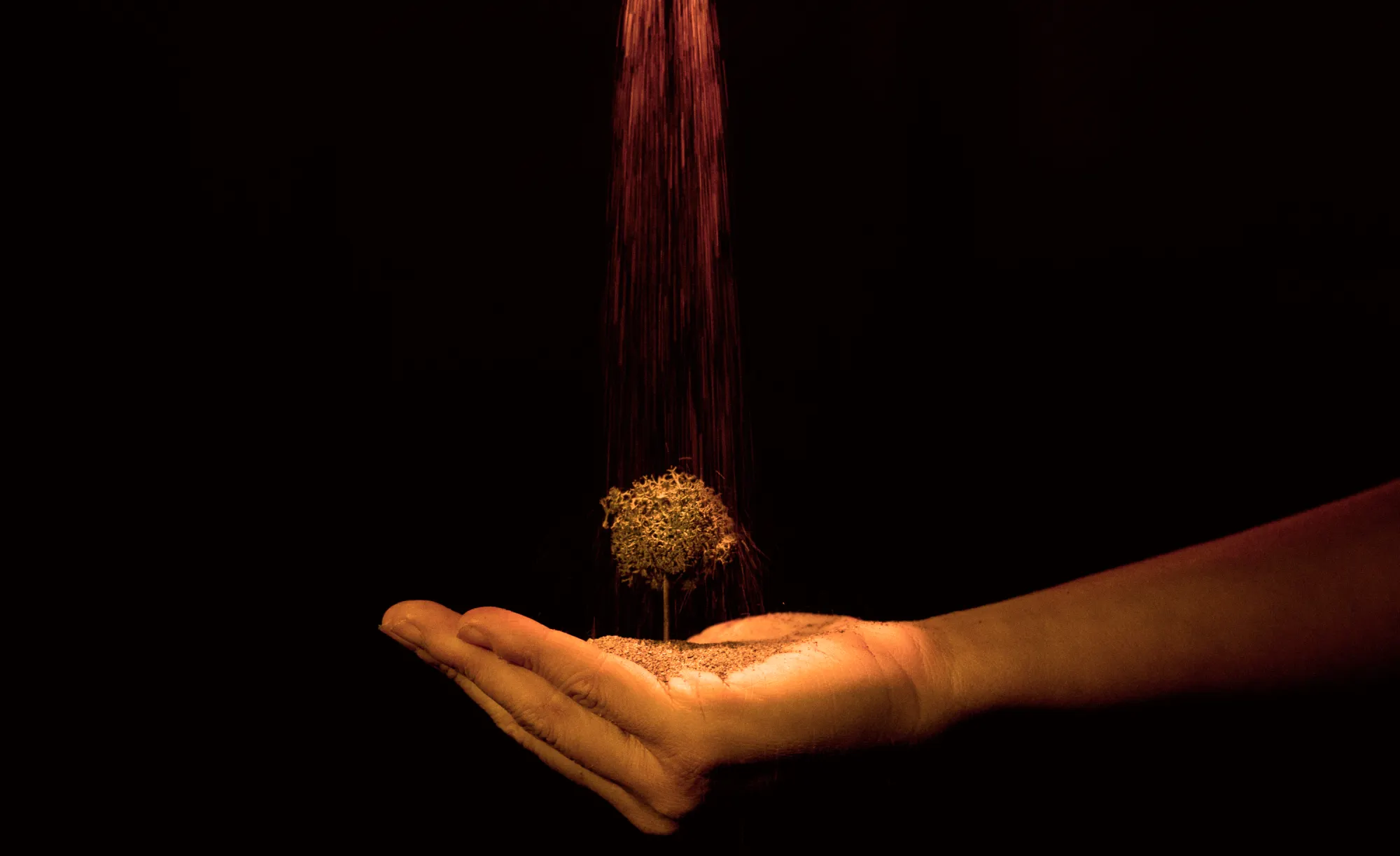 Imagen de la actividad An-Ki